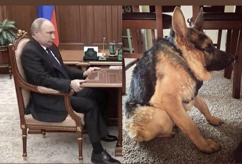 Собака Путина 2022