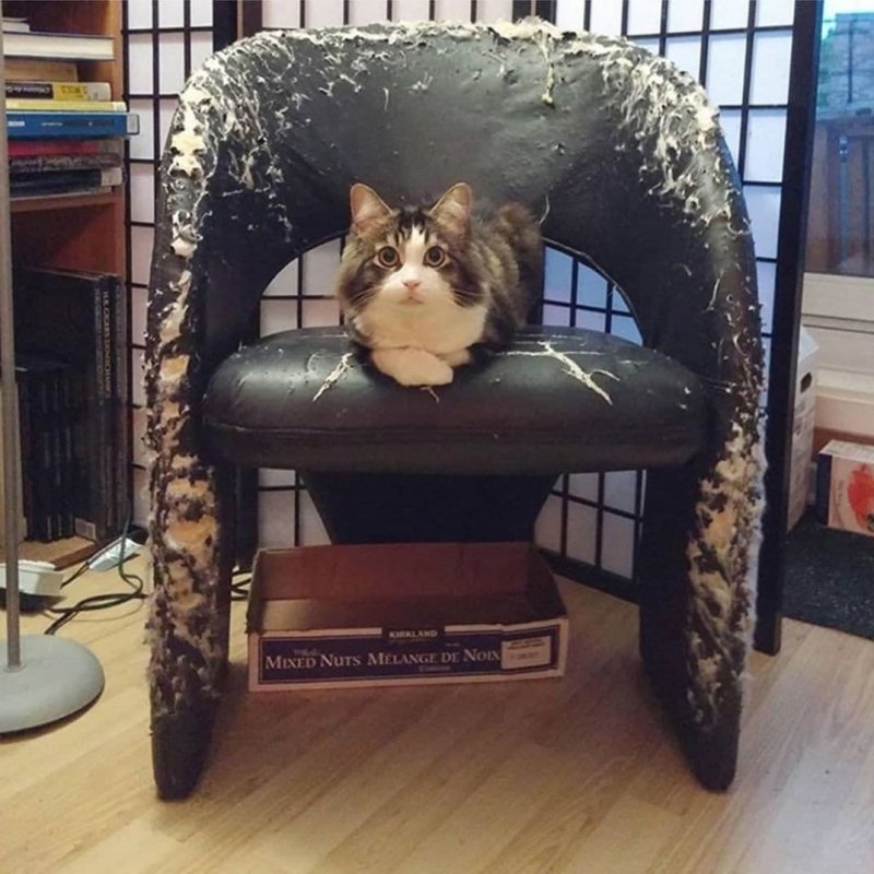 Кошка разодрала диван