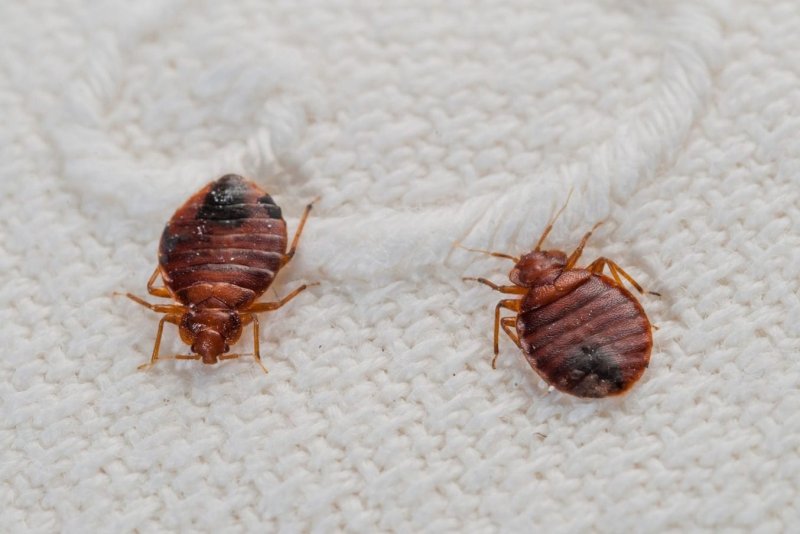 Постельный клоп (Cimex lectularius)