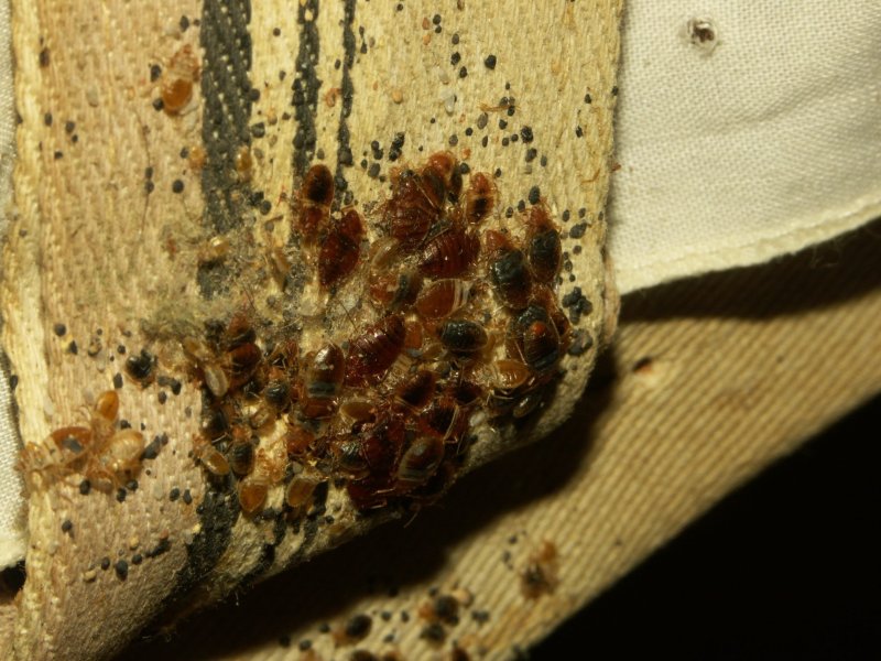 Постельный клоп Cimex lectularius (личинки, нимфы)