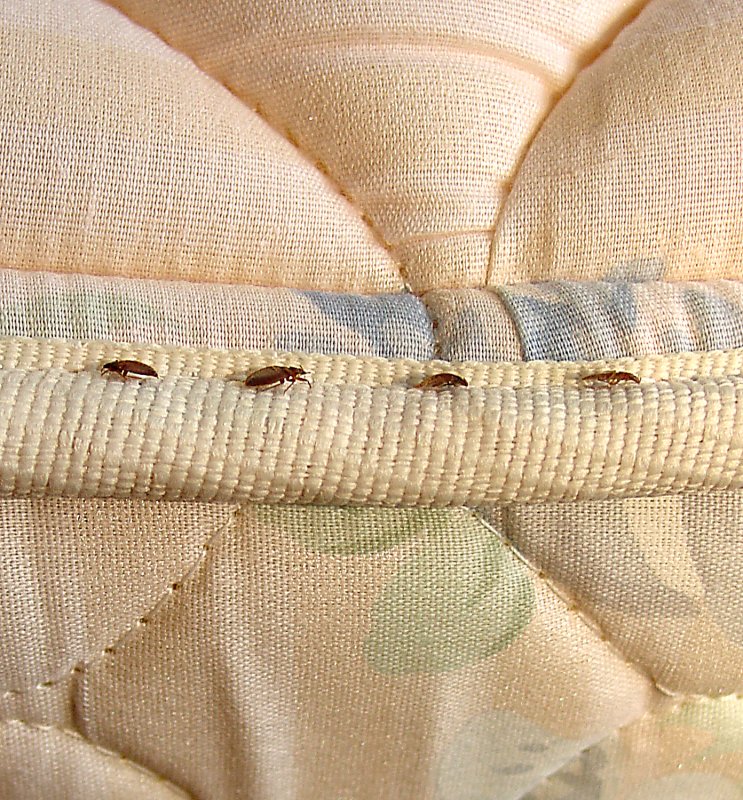 Личинки кроватных клопов