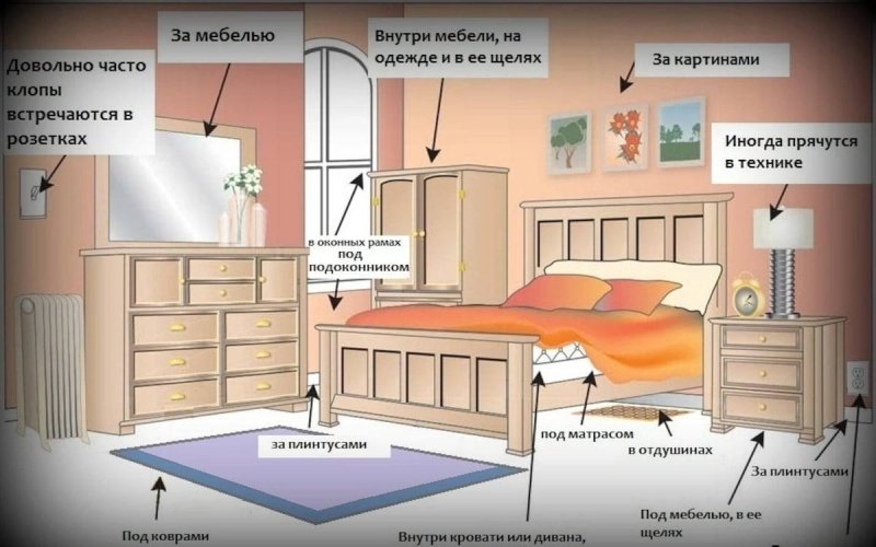 Нашествие постельных клопов