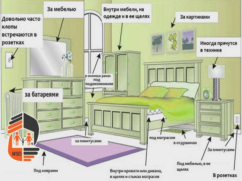 Гнездо постельных клопов
