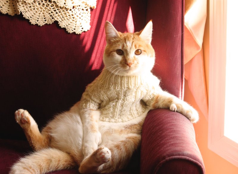 Элегантные коты