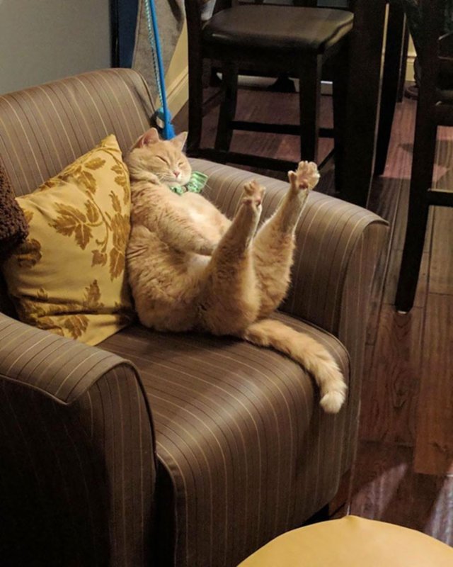 Кот на диване