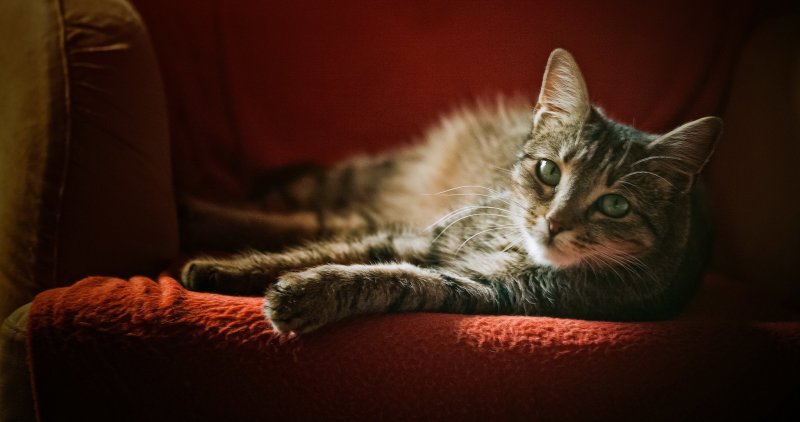 Кот лежит