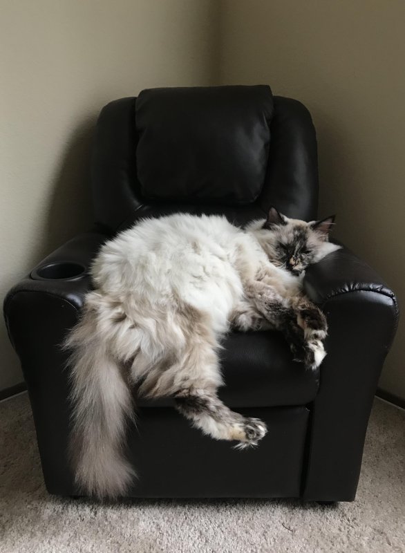 Кошачья шерсть