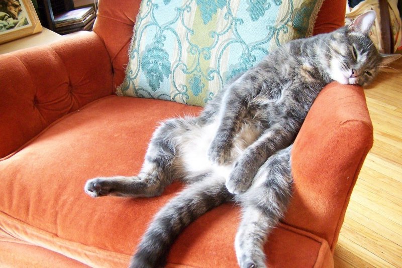 Кошка сидит на диване