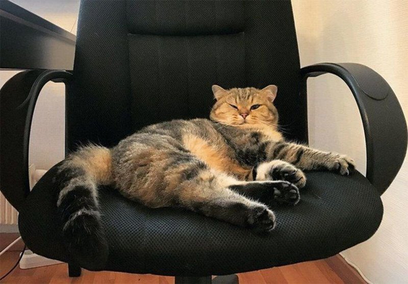 Котик в кресле