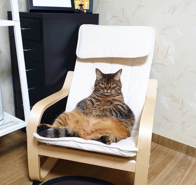 Ленивый кот