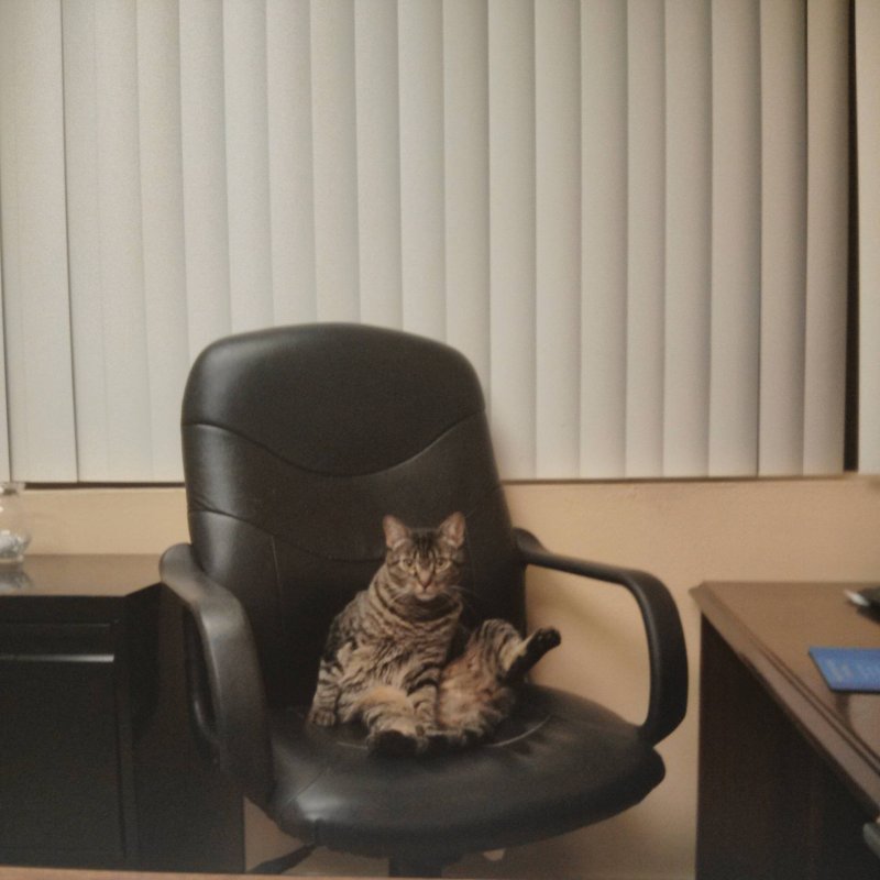 Котик в кресле