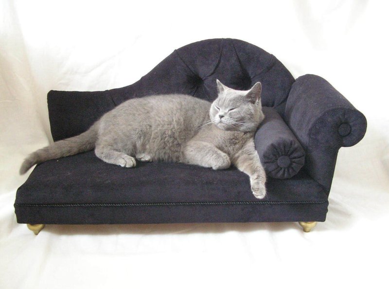 Коты на диване