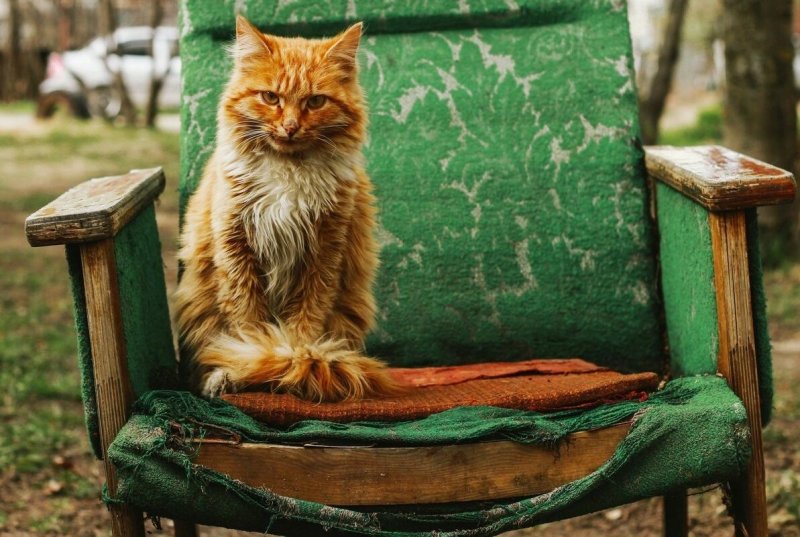 Кошка на стуле