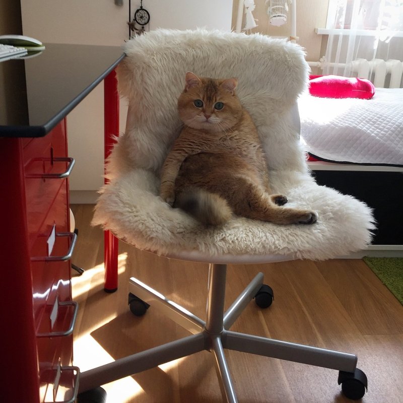 Кот в табуретке