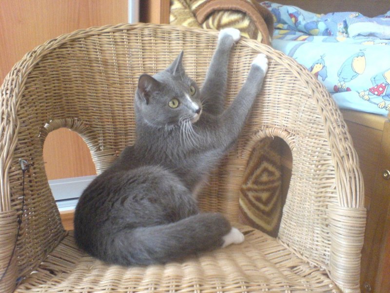 Котенок сидит на кресле