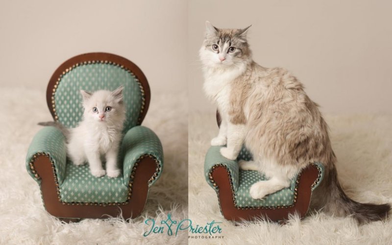Котенок в кресле