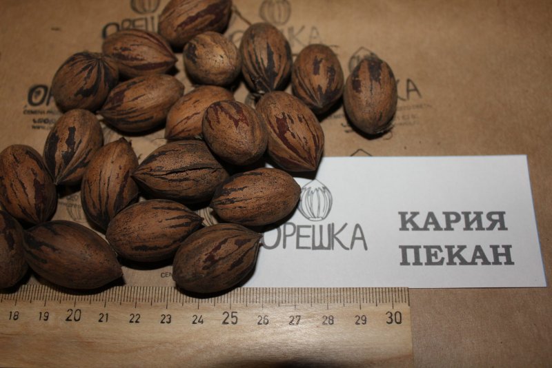 Профиль Дорс 1 x орех пекан