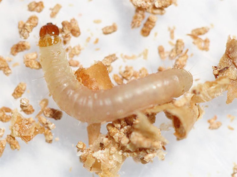 Galleria mellonella личинка