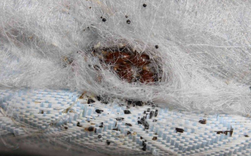 Cimex lectularius препарат