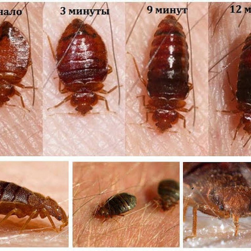 Постельные блохи клопы и клещи