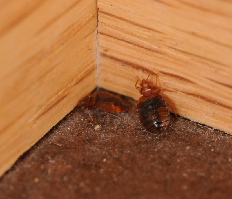 Постельный клоп Cimex lectularius (личинки, нимфы)