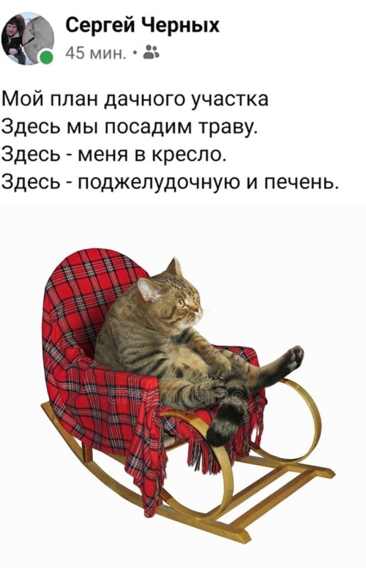 Котик в кресле качалке