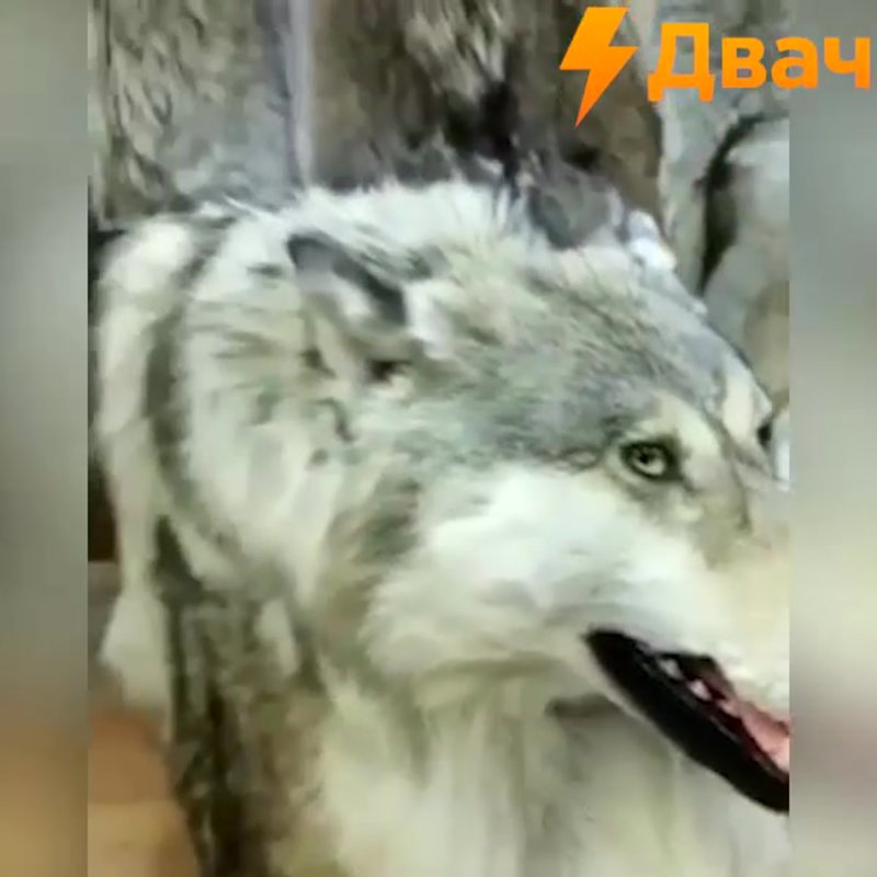 Искусственная шкура волка