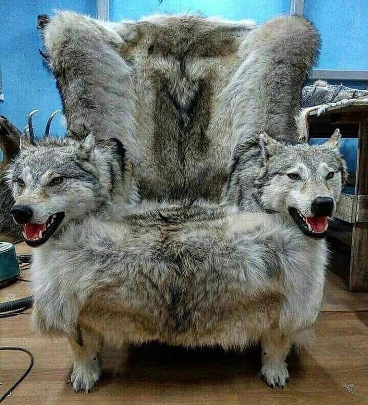 Кресло из шкуры волка с мордой
