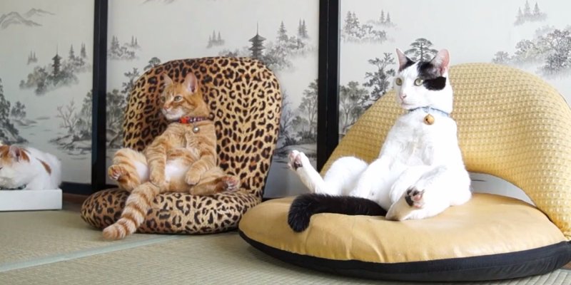 Кресло для кошки
