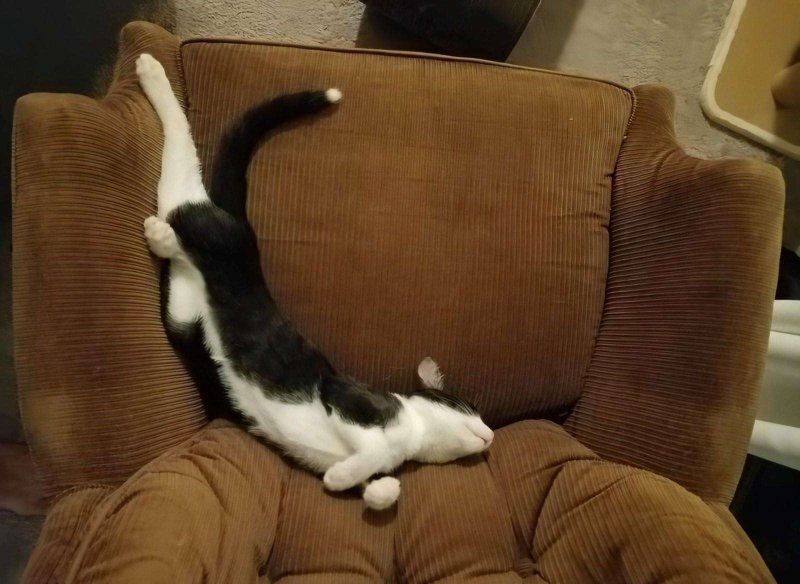 Котик в кресле