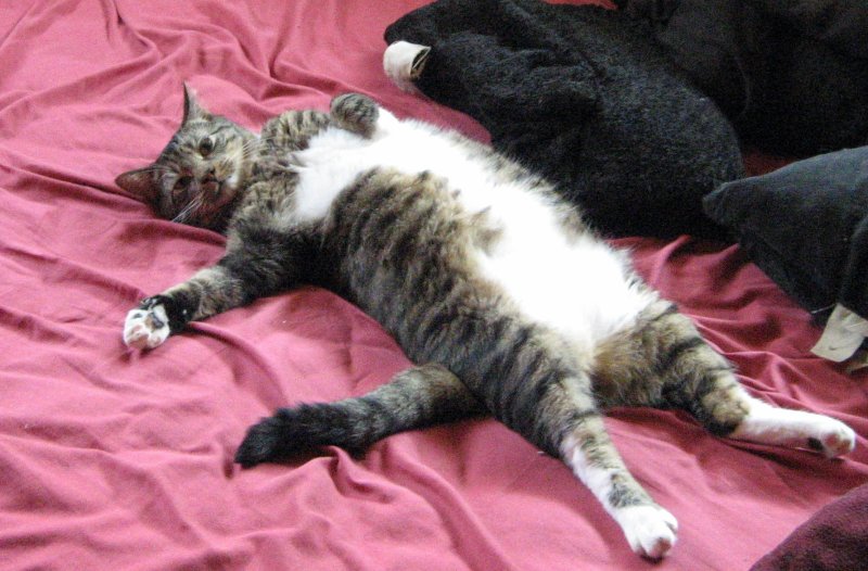 Котик развалился
