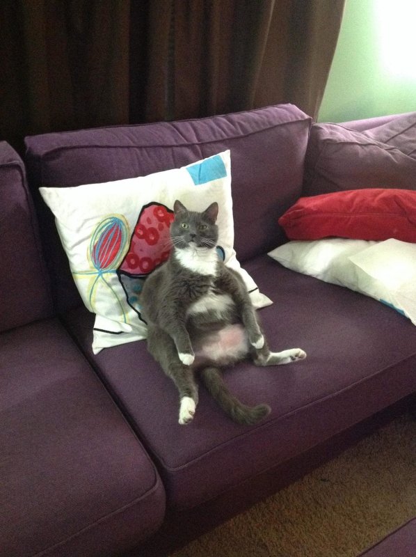 Котик отдыхает на диване