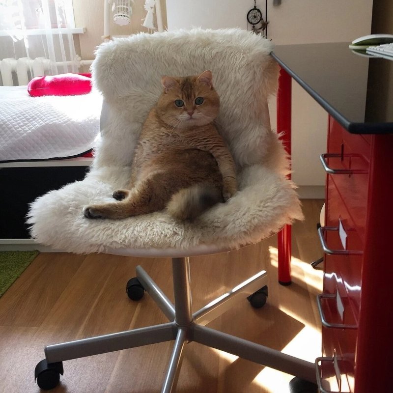Кот сидит на стуле
