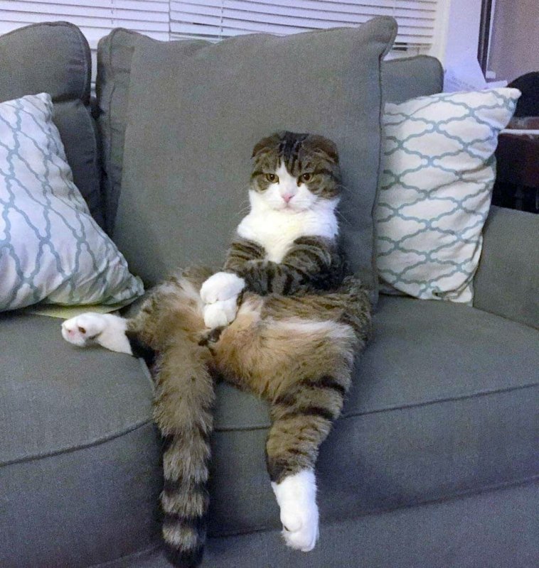 Кот на диване