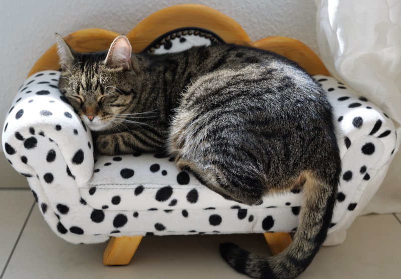 Коты на диване