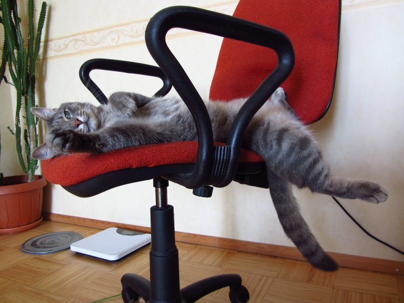 Котик в кресле