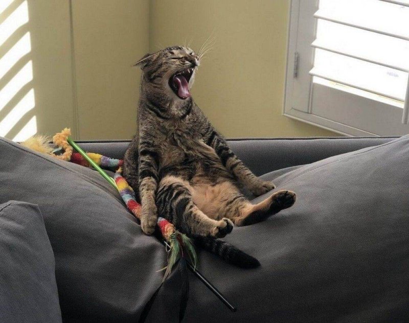 Кот развалился