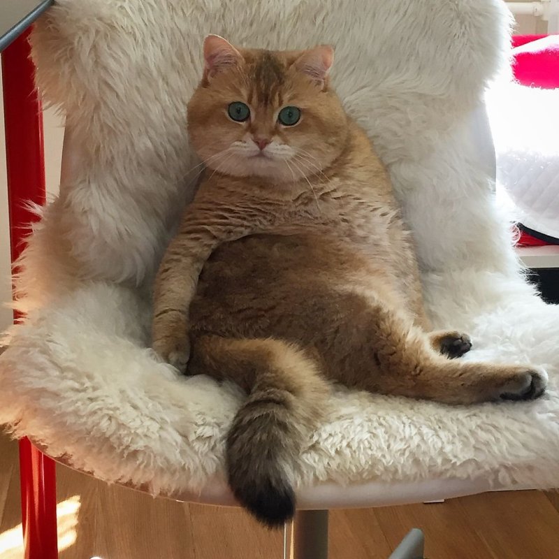 Кот сидит в кресле