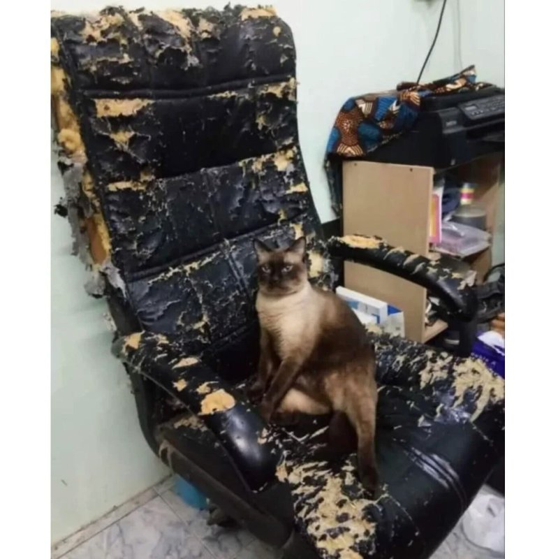 Кот на ободранном кресле