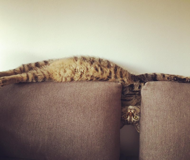 Котик на диване