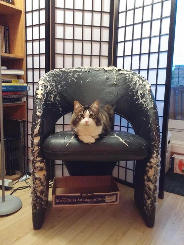 Кот подрал кресло