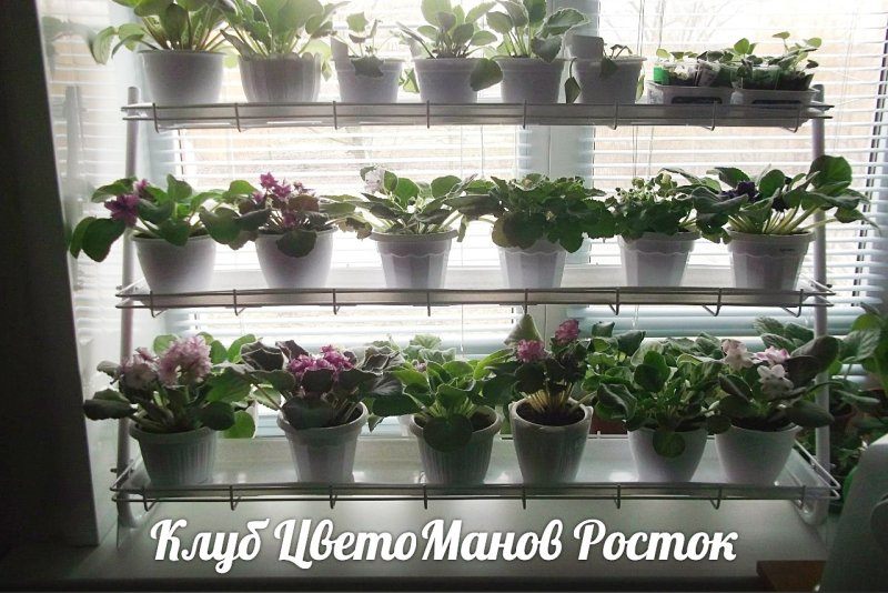 Светодиодный фитосветильник Солнцедар комфорт д-40 (белый фитосвет)