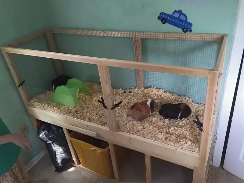 Виварий морские свинки