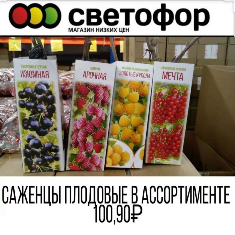 Светофор саженцы