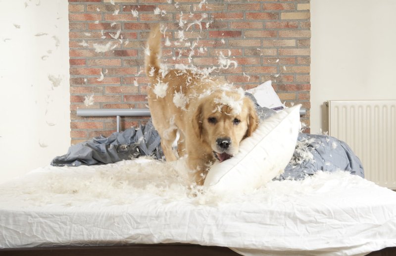 Dog destructive chewing