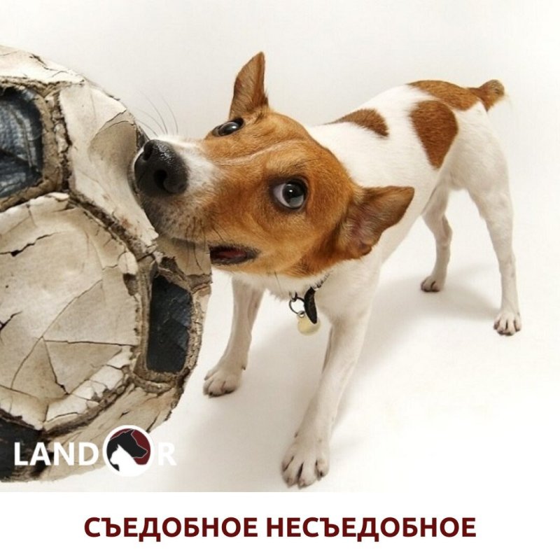 Собака грызет мебель