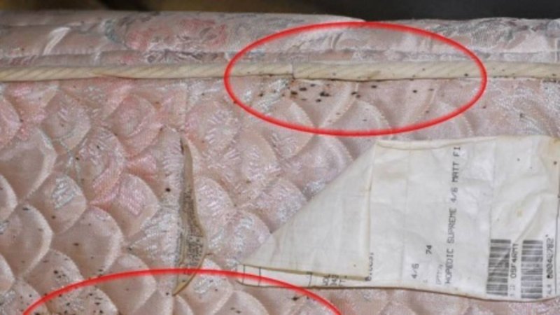 Насекомые живущие в кровати