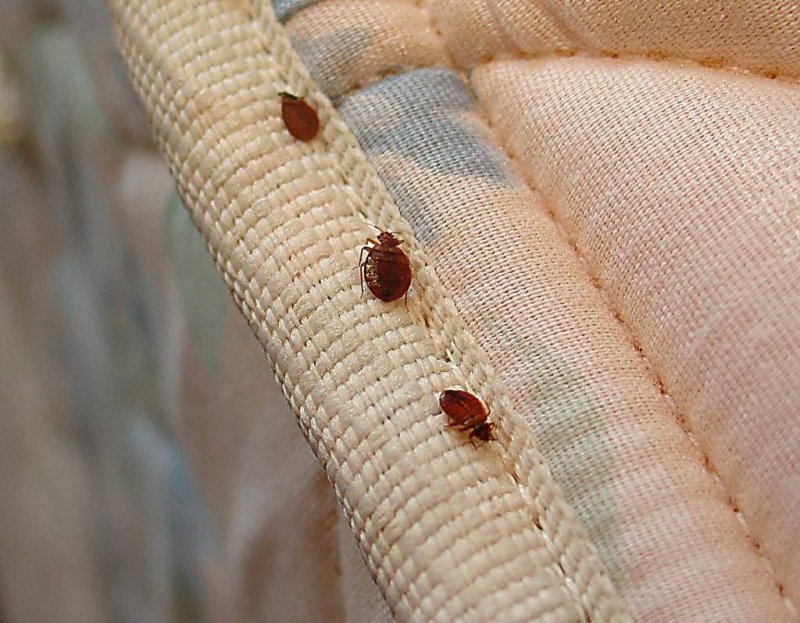 Постельный клоп Cimex lectularius (личинки, нимфы)