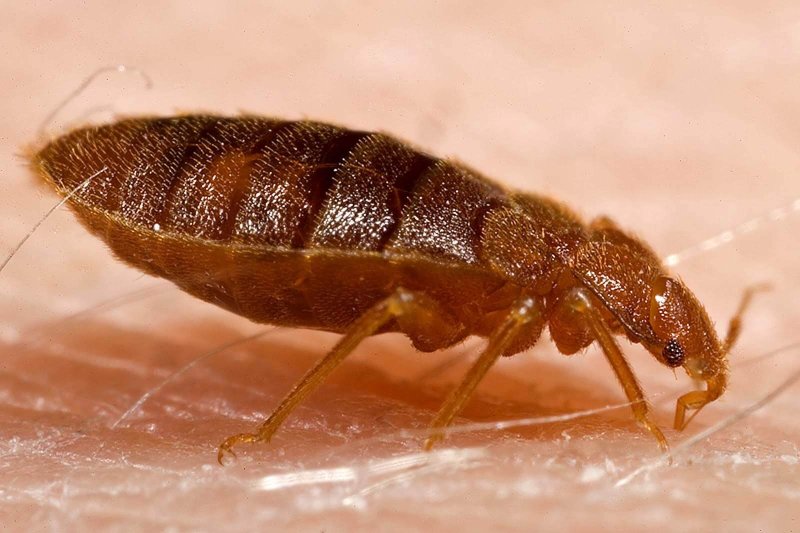 Постельный клоп Cimex lectularius (личинки, нимфы)
