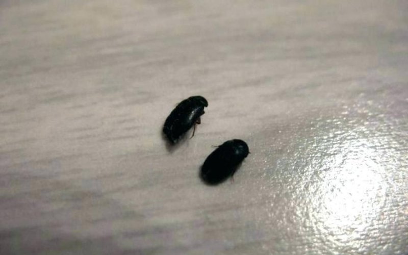 Постельный клоп (Cimex lectularius)